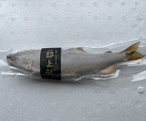 鮎(世界農業遺産「清流長良川の天然鮎」)