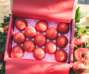 プレミアムトマトまいひめ物語 結び箱【極（きわみ）糖度10度以上】